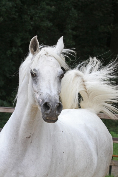 19. pamira al qusar 24   19. pamira al qusar 24