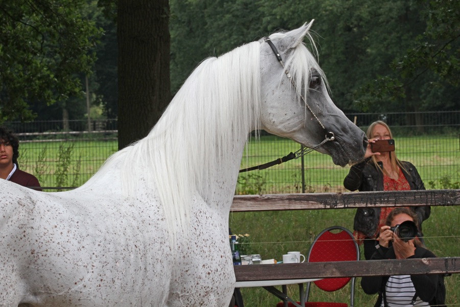 21. badr al rayyan 24   21. badr al rayyan 24