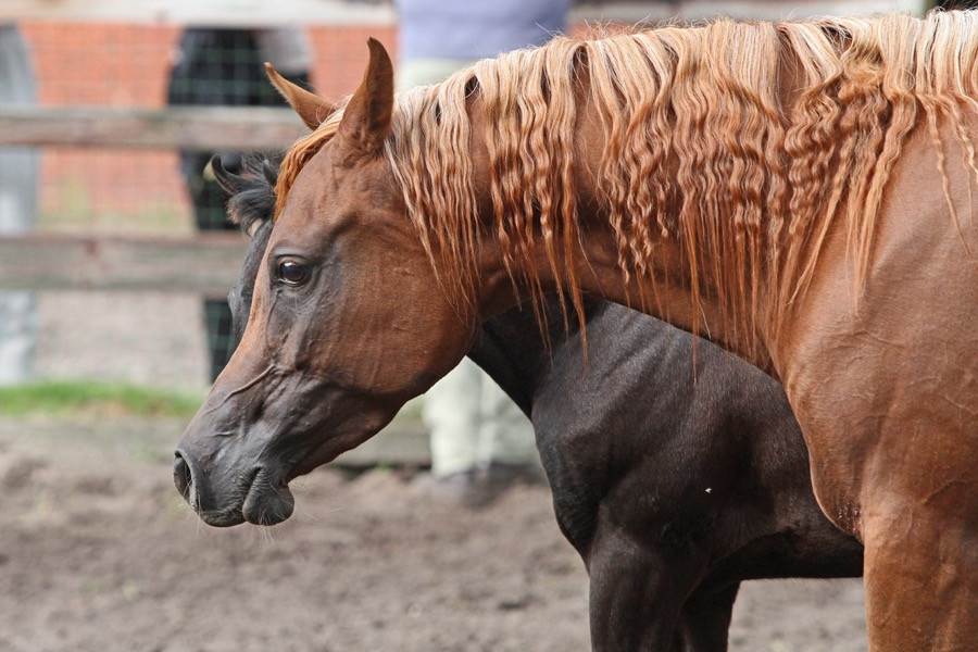 25. nk lamya 24   25. nk lamya 24