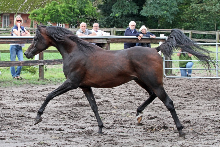 27. nk nizam 24   27. nk nizam 24