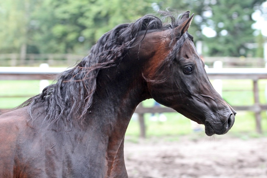 28. nk nizam 24   28. nk nizam 24