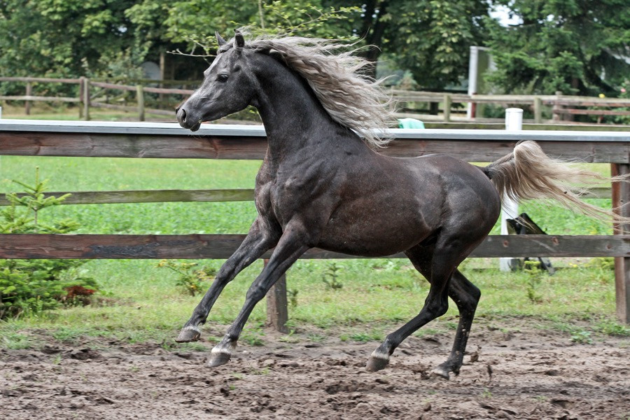 29. nk amal el dine 24   29. nk amal el dine 24