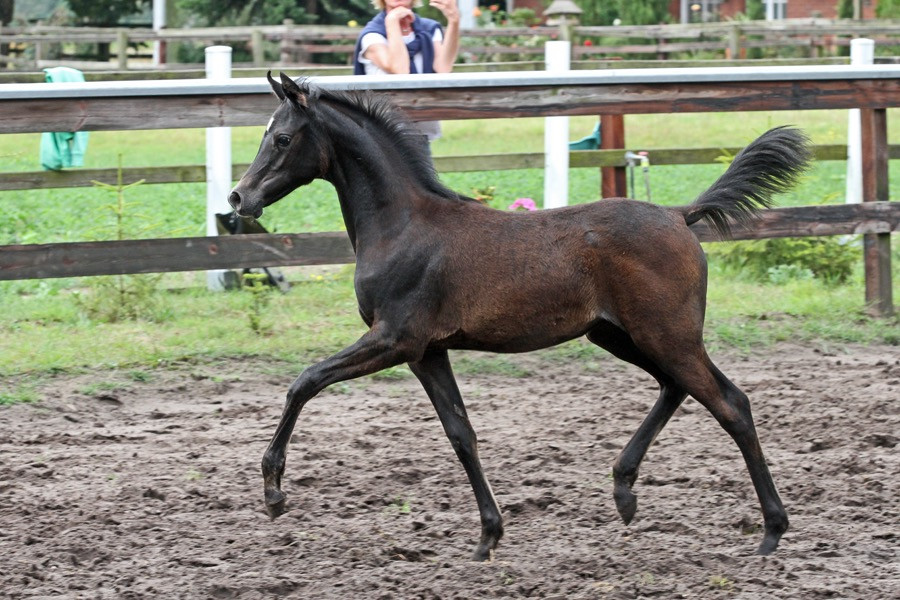 31. nk nissma 24   31. nk nissma 24