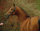 brioni