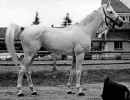 maharadscha