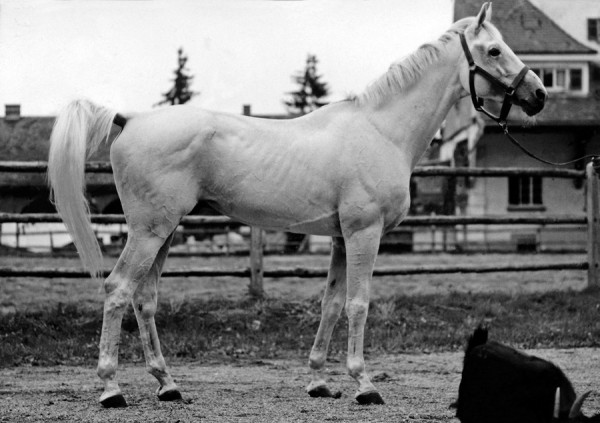 maharadscha