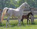 jb precious  al fakhhir x jb prizcilla  with colt by sharahm