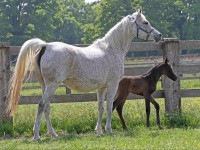 jb precious  al fakhhir x jb prizcilla  with colt by sharahm