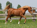 kayani jj  aj nawash x sahara khipsyche  3 yr old colt  
