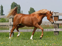 kayani jj  aj nawash x sahara khipsyche  3 yr old colt  