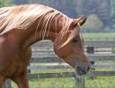 kayani jj  aj nawash x sahara khipsyche  yr old colt  