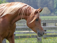 kayani jj  aj nawash x sahara khipsyche  yr old colt  