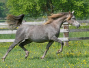 psindra jj  shiraz de lafon x pscilla   2 yr old filly  