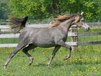 psindra jj  shiraz de lafon x pscilla   2 yr old filly  