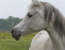 psyrella  sharahm x jb psynderella  mare