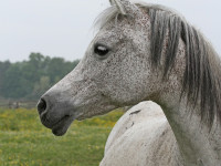 psyrella  sharahm x jb psynderella  mare