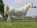 sahara khipsyche  khidar x sahara psyche  2011 mare  