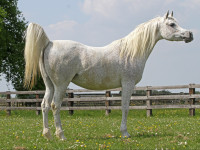 sahara khipsyche  khidar x sahara psyche  2011 mare  