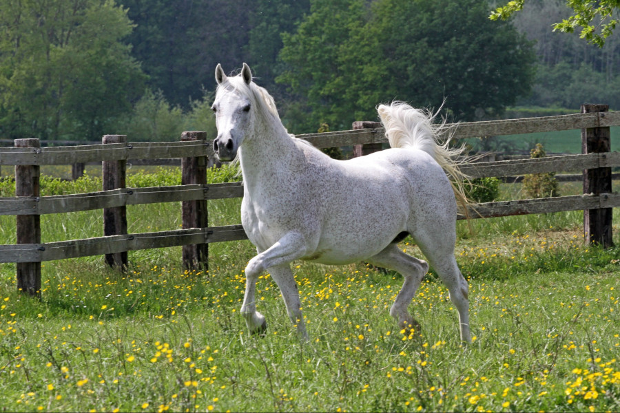 sahara khipsyche  khidar x sahara psyche 011 mare  