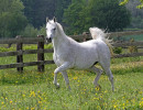 sahara khipsyche  khidar x sahara psyche 011 mare  