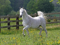 sahara khipsyche  khidar x sahara psyche 011 mare  