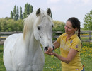 sharahm  gharam x sorella   2008 stallion  
