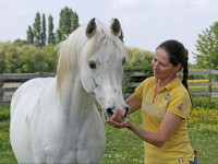 sharahm  gharam x sorella   2008 stallion  