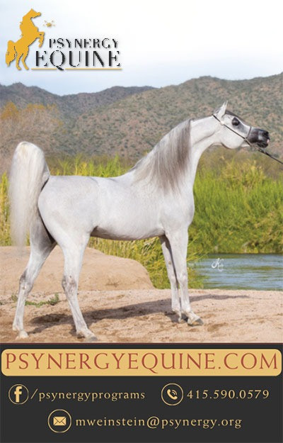 psynergy equine ad