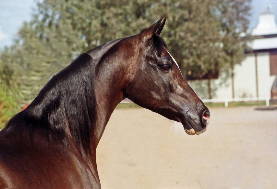 09. Khemosabi 6