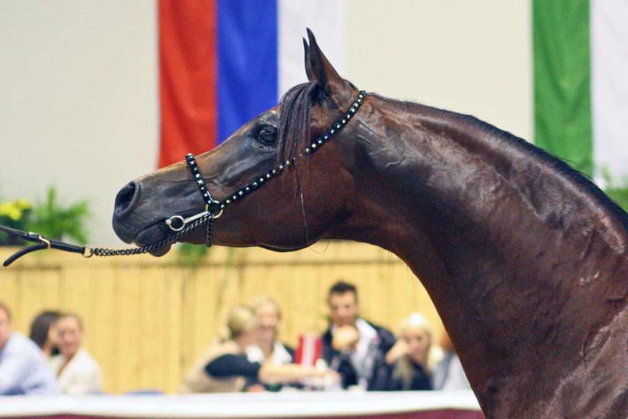 10. Marwan Al Shaqab Aa08 3