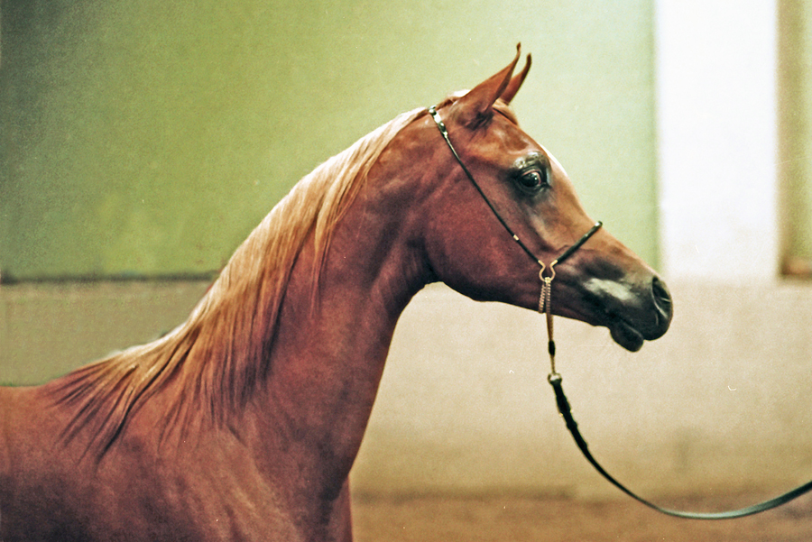 12. Esteema Tow99 1