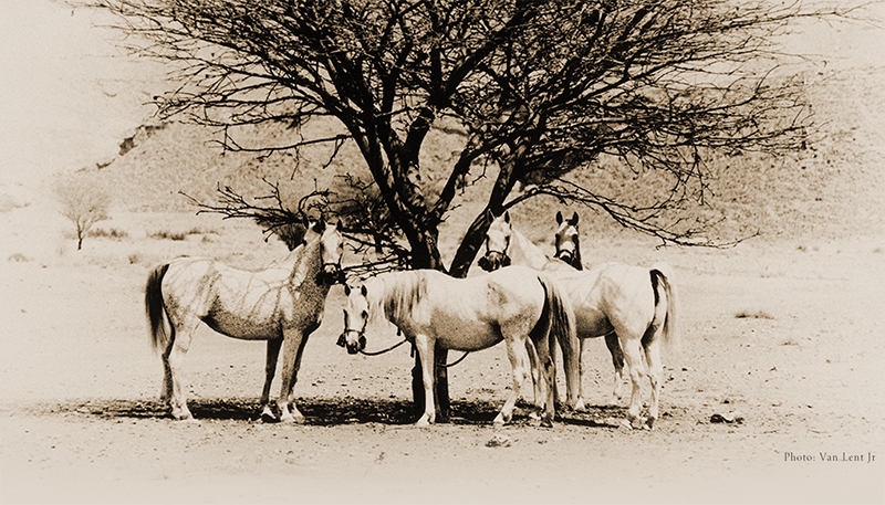 2023 theswiftrunner home header sepia