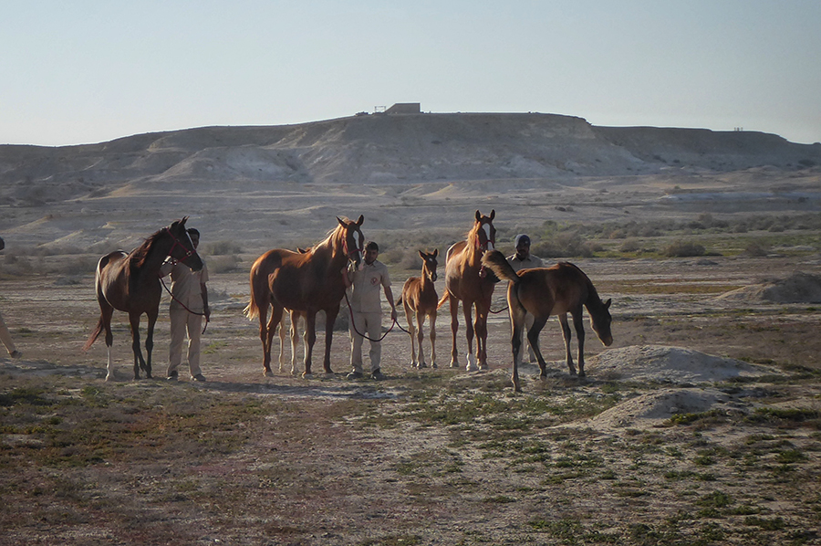 whispers from the tent mares